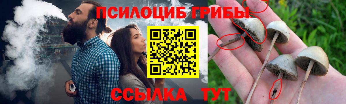 Галлюциногенные грибы Psilocybe Ярославль